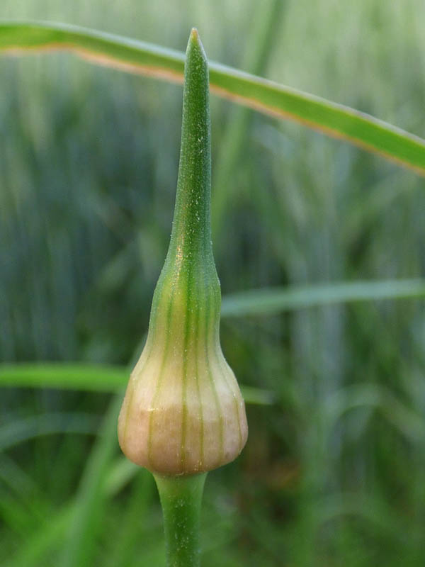 Allium vineale